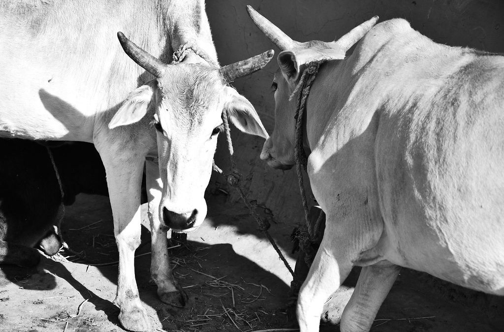 Government announces record MSP hike for kharif crops