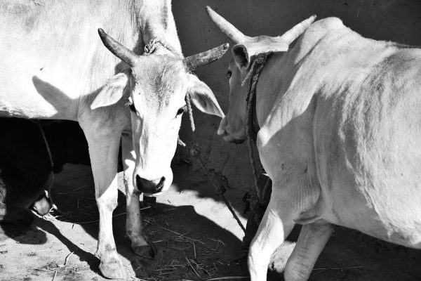 Government announces record MSP hike for kharif crops