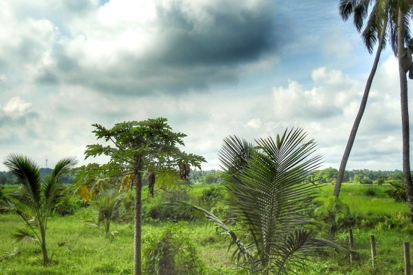 AU Jodhpur hosts national seminar on dryland farming