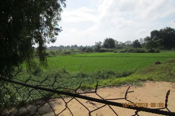 AAU Anand develops disease-resistant tobacco strain