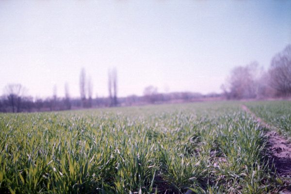 Haryana pushes crop diversification incentives